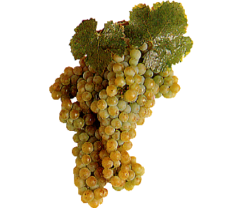 Trebbiano 